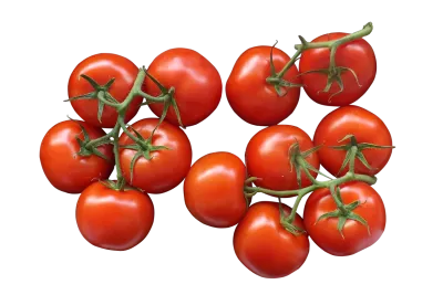 Tomates cerises rouges origine Europe Production Maraichère